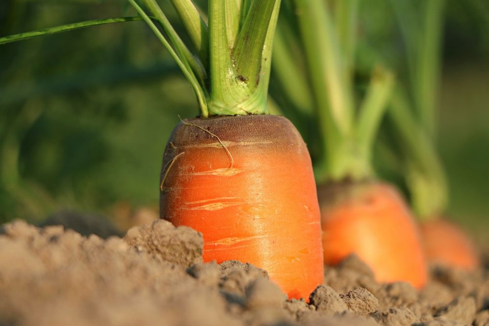 En dybdegående titt på Vitamin F: Typer, fordeler og historiske perspektiver